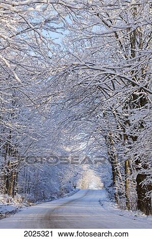 Tree Lined Road In Winter; East Hill Quebec Canada View Large Photo Image Stock Image - Tree Lined Road In Winter; East Hill Quebec Canada. Fotosearch