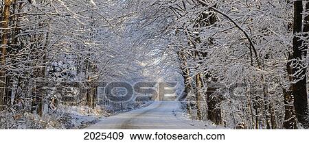 Tree Lined Road In Winter; East Hill Quebec Canada View Large Photo Image Stock Photo - Tree Lined Road In Winter; East Hill Quebec Canada. Fotosearch