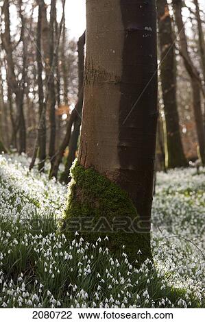 Tree trunk with moss at the base and an abundance of snowdrops (galanthus) on the forest floor; gatehouse of fleet dumfries scotland View Large Photo Image Stock Image - Tree trunk with moss at the base and an abundance of snowdrops (galanthus) on the forest floor; gatehouse of fleet dumfries scotland. Fotosearch