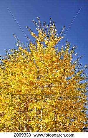 Tree With Golden Foliage In Autumn; Oregon United States Of America View Large Photo Image Stock Image - Tree With Golden Foliage In Autumn; Oregon United States Of America. Fotosearch