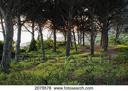 Trees along the coast at sunset; tarifa cadiz andalusia spain View Large Photo Image Stock Photo - Trees along the coast at sunset; tarifa cadiz andalusia spain. Fotosearch