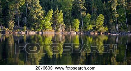 Trees along the shoreline reflected in the tranquil lake; lake of the woods ontario canada View Large Photo Image Stock Image - Trees along the shoreline reflected in the tranquil lake; lake of the woods ontario canada. Fotosearch