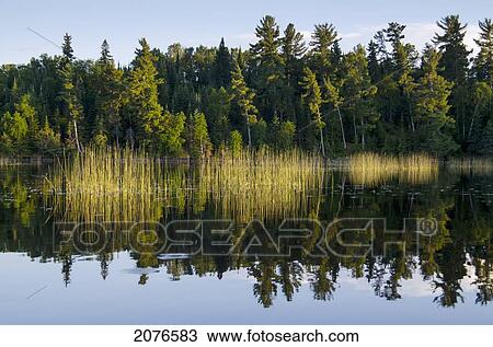 Trees along the water's edge; lake of the woods ontario canada View Large Photo Image Stock Image - Trees along the water's edge; lake of the woods ontario canada. Fotosearch