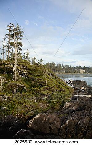 Trees And The Beach At Cox Bay Near Tofino; British Columbia Canada View Large Photo Image Stock Image - Trees And The Beach At Cox Bay Near Tofino; British Columbia Canada. Fotosearch