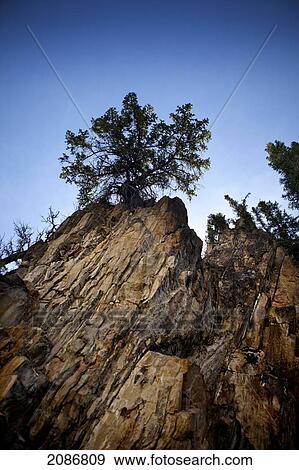 Trees at the top of a cliff against a blue sky; nordegg alberta canada View Large Photo Image Stock Photo - Trees at the top of a cliff against a blue sky; nordegg alberta canada. Fotosearch