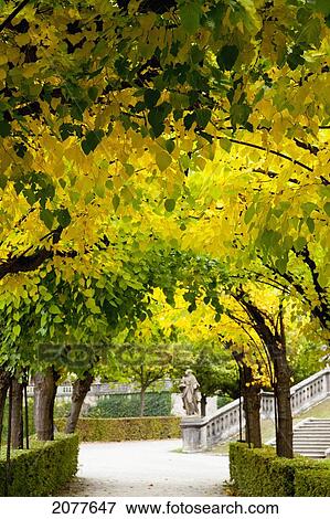 Stock Photo - Trees form a canopy over a path at wurzburg residence; wurzburg bavaria germany. Fotosearch