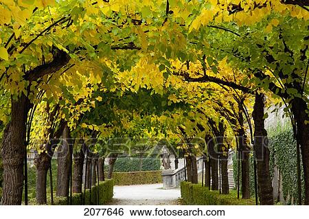 Trees form a canopy over a path at wurzburg residence; wurzburg bavaria germany View Large Photo Image Stock Photograph - Trees form a canopy over a path at wurzburg residence; wurzburg bavaria germany. Fotosearch