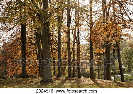 Trees In Autumn Colours Casting A Shadow On The Ground; Northumberland England View Large Photo Image Stock Photograph - Trees In Autumn Colours Casting A Shadow On The Ground; Northumberland England. Fotosearch