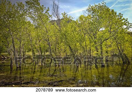 Stock Photo - Trees in growing in water; sutter buttes california united states of america. Fotosearch