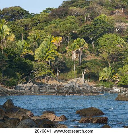 Trees on a slope along the coast; sayulita mexico View Large Photo Image Stock Image - Trees on a slope along the coast; sayulita mexico. Fotosearch