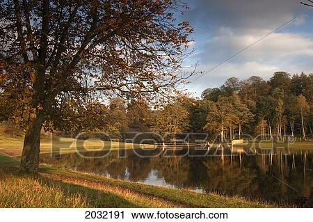Stock Image - Trees Reflected In A Tranquil Lake; North Yorkshire England. Fotosearch