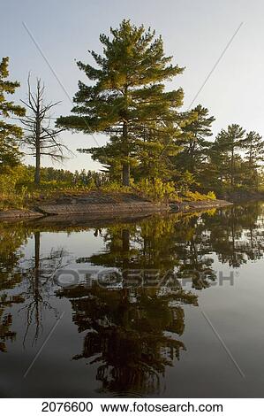 Trees reflected in a tranquil lake; lake of the woods ontario canada View Large Photo Image Stock Image - Trees reflected in a tranquil lake; lake of the woods ontario canada. Fotosearch