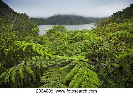 Tropical Plants Grow Around The Twin Lakes At Twin Lakes National Park On The Island Of s; s Oriental Philippines View Large Photo Image Stock Photography - Tropical Plants Grow Around The Twin Lakes At Twin Lakes National Park On The Island Of s; s Oriental Philippines. Fotosearch