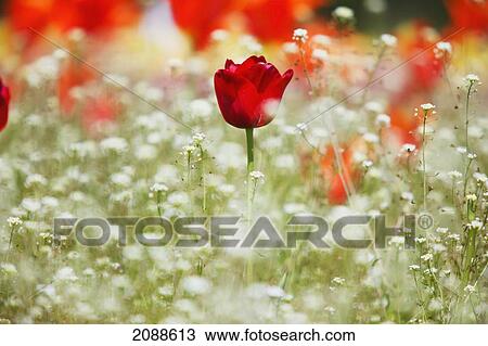 Stock Image - Tulip fields at wooden shoe tulip farm; woodburn oregon united states of america. Fotosearch