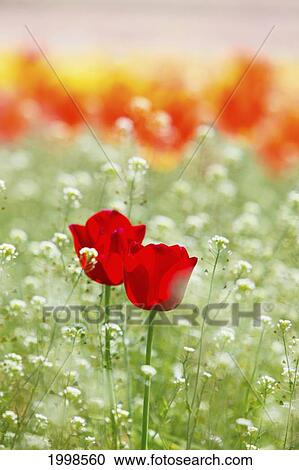 Tulips Blooming In A Field At Wooden Shoe Tulip Farm; Woodburn Oregon United States Of America View Large Photo Image Stock Image - Tulips Blooming In A Field At Wooden Shoe Tulip Farm; Woodburn Oregon United States Of America. Fotosearch