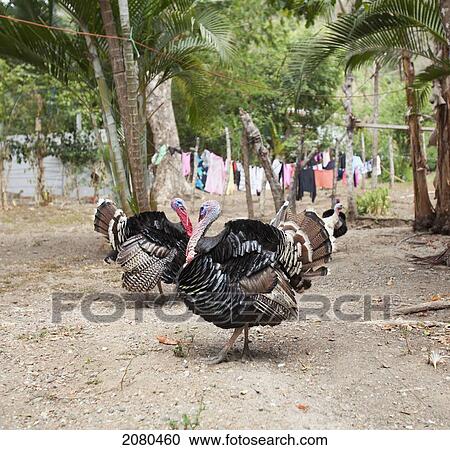 Turkeys in a backyard in santa teresa and mal pais (malpais) on the nicoya peninsula; puntarenas province costa rica View Large Photo Image Stock Image - Turkeys in a backyard in santa teresa and mal pais (malpais) on the nicoya peninsula; puntarenas province costa rica. Fotosearch
