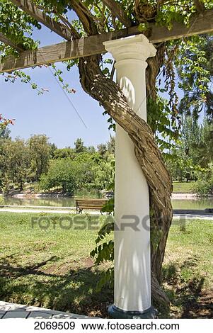 Twisted Trunk Of A Trumpet Vine Around A White Column; Mendoza Argentina View Large Photo Image Stock Photo - Twisted Trunk Of A Trumpet Vine Around A White Column; Mendoza Argentina. Fotosearch