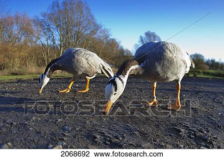 Stock Image - Two Birds Pecking At The Ground; Washington Tyne And Wear England. Fotosearch