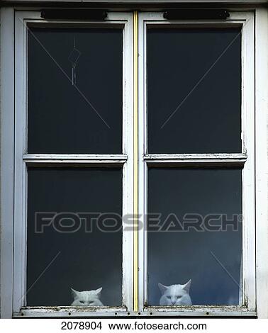 Picture - Two cats peering out the window; gatehouse of fleet dumfries scotland. Fotosearch