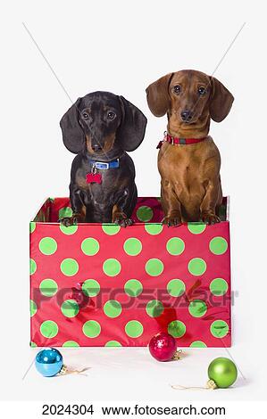 Two Dachshund Puppies Inside A Polka Dot Christmas Gift Box View Large Photo Image Picture - Two Dachshund Puppies Inside A Polka Dot Christmas Gift Box. Fotosearch