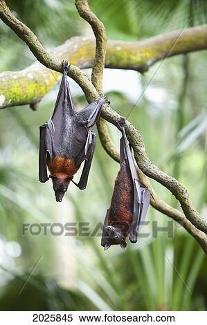 Two Flying Fox Bats Hang Upside Down From A Tree Branch At The Singapore Zoo; Singapore View Large Photo Image Stock Photography - Two Flying Fox Bats Hang Upside Down From A Tree Branch At The Singapore Zoo; Singapore. Fotosearch