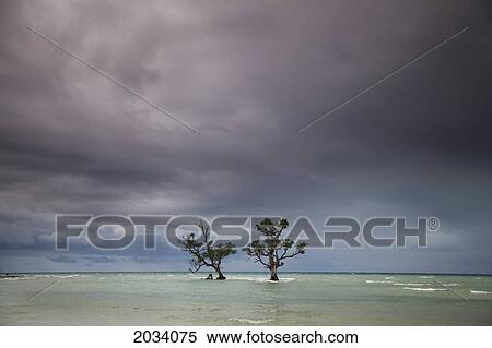 Two Mangrove Trees In The Ocean Off The Coast Of The Island Of Siquijor; Philippines View Large Photo Image Stock Photography - Two Mangrove Trees In The Ocean Off The Coast Of The Island Of Siquijor; Philippines. Fotosearch