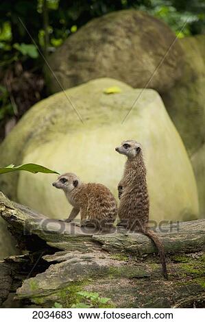 Two Meerkats (Suricata Suricatta) At The Singapore Zoo; Singapore View Large Photo Image Stock Image - Two Meerkats (Suricata Suricatta) At The Singapore Zoo; Singapore. Fotosearch