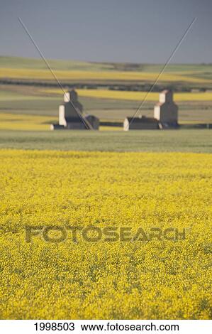 Two Old Wooden Grain Elevators At Sunrise With Flowering Canola Fields In The Foreground And Background; Mosleigh Alberta Canada View Large Photo Image Stock Image - Two Old Wooden Grain Elevators At Sunrise With Flowering Canola Fields In The Foreground And Background; Mosleigh Alberta Canada. Fotosearch