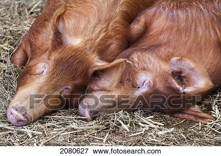 Two pigs laying side by side in the hay; newcastle northumberland england View Large Photo Image Stock Photo - Two pigs laying side by side in the hay; newcastle northumberland england. Fotosearch