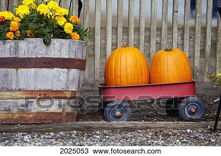 Two Pumpkins Sit In Red Wagon; Everson Washington United States Of America View Large Photo Image Stock Image - Two Pumpkins Sit In Red Wagon; Everson Washington United States Of America. Fotosearch