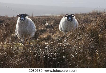Stock Photo - Two sheep standing in a field of tall grass; northumberland england. Fotosearch