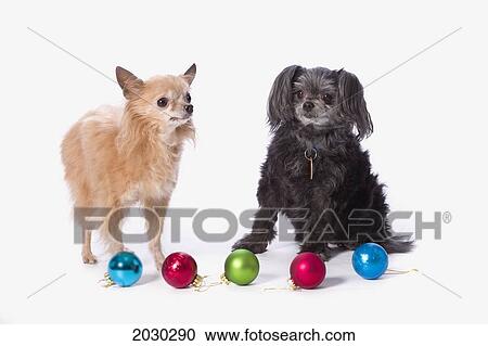 Stock Image - Two Small Dogs With Christmas Tree Ornaments On A White Background. Fotosearch