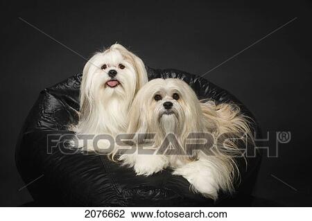 Two white lhasa apso's on a black beanbag chair; st. albert alberta canada View Large Photo Image Stock Image - Two white lhasa apso's on a black beanbag chair; st. albert alberta canada. Fotosearch