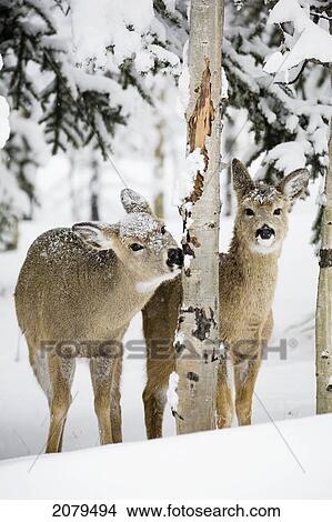 Picture - Two young deer in a snow covered forest chewing on tree bark; kananaskis country alberta canada. Fotosearch