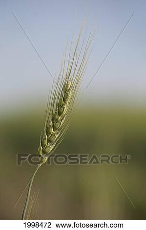 Unripened Wheat Head Against A Blue Sky; High River Alberta Canada View Large Photo Image Stock Image - Unripened Wheat Head Against A Blue Sky; High River Alberta Canada. Fotosearch