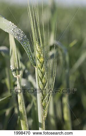 Unripened Wheat Head With Dew Droplets; High River Alberta Canada View Large Photo Image Stock Image - Unripened Wheat Head With Dew Droplets; High River Alberta Canada. Fotosearch