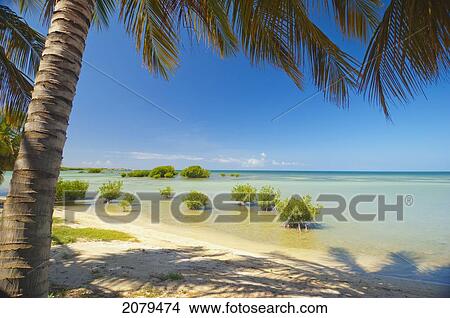 View of a tropical ocean under a palm tree; puerto rico View Large Photo Image Picture - View of a tropical ocean under a palm tree; puerto rico. Fotosearch