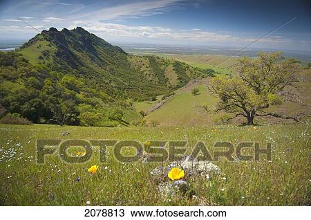 View of butte and wildflowers; sutter buttes california united states of america View Large Photo Image Stock Image - View of butte and wildflowers; sutter buttes california united states of america. Fotosearch