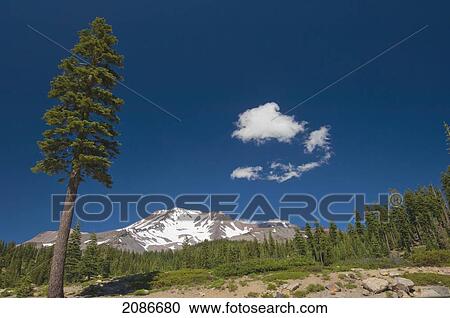 Stock Image - View of mount shasta with a lone tree standing out from the forest against a blue sky; california united states of america. Fotosearch