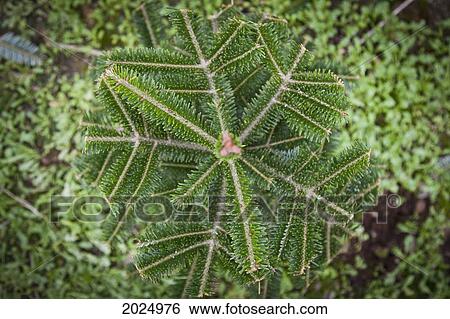 View Of The Top Of A Coniferous Tree; Everson Washington United States Of America View Large Photo Image Stock Photograph - View Of The Top Of A Coniferous Tree; Everson Washington United States Of America. Fotosearch