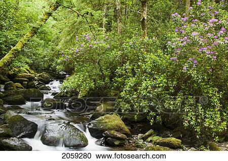 Water Flowing Down A River Surrounded By Lush Trees Near Torc Waterfall; Killarney County Kerry Ireland View Large Photo Image Stock Image - Water Flowing Down A River Surrounded By Lush Trees Near Torc Waterfall; Killarney County Kerry Ireland. Fotosearch