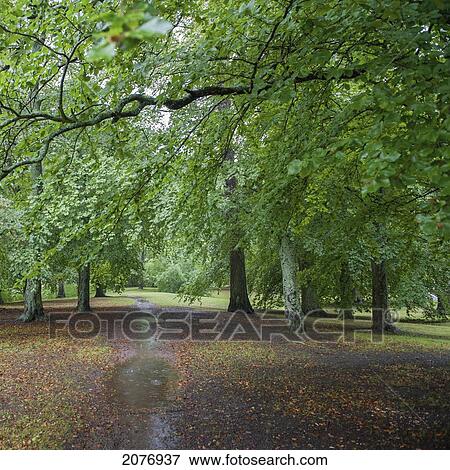 Wet path covered in fallen leaves with lush green trees; uppsala sweden View Large Photo Image Stock Photo - Wet path covered in fallen leaves with lush green trees; uppsala sweden. Fotosearch