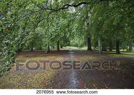 Wet path covered with fallen leaves and lined with lush trees; uppsala sweden View Large Photo Image Stock Photography - Wet path covered with fallen leaves and lined with lush trees; uppsala sweden. Fotosearch
