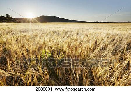Stock Image - Wheat field at sunset; thunder bay ontario canada. Fotosearch