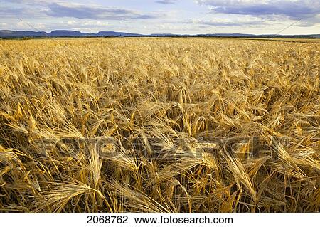 Wheat Field With Mountains In The Distance; Thunder Bay Ontario Canada View Large Photo Image Stock Image - Wheat Field With Mountains In The Distance; Thunder Bay Ontario Canada. Fotosearch