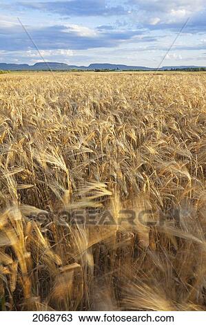 Wheat Field With Mountains In The Distance; Thunder Bay Ontario Canada View Large Photo Image Stock Image - Wheat Field With Mountains In The Distance; Thunder Bay Ontario Canada. Fotosearch