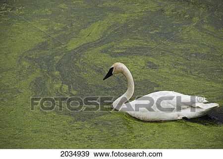 Stock Photo - White Swan In Green Water; Toronto Ontario Canada. Fotosearch