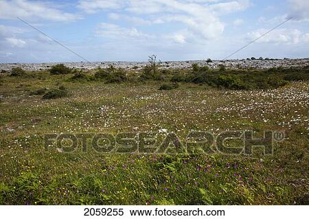 Stock Photography - White Wildflowers Growing In A Field; The Burren County Clare Ireland. Fotosearch