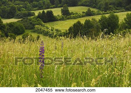 Wildflower Growing In A Field Of Tall Grasses In The Countryside Above The Old Town; Cesky Krumlov Czech Republic View Large Photo Image Stock Photography - Wildflower Growing In A Field Of Tall Grasses In The Countryside Above The Old Town; Cesky Krumlov Czech Republic. Fotosearch