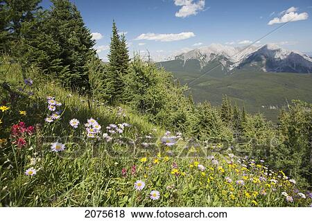 Wildflowers On Hill Side With Mountains And Valley In The Distance With Blue Sky And Clouds; Alberta Canada View Large Photo Image Stock Photo - Wildflowers On Hill Side With Mountains And Valley In The Distance With Blue Sky And Clouds; Alberta Canada. Fotosearch